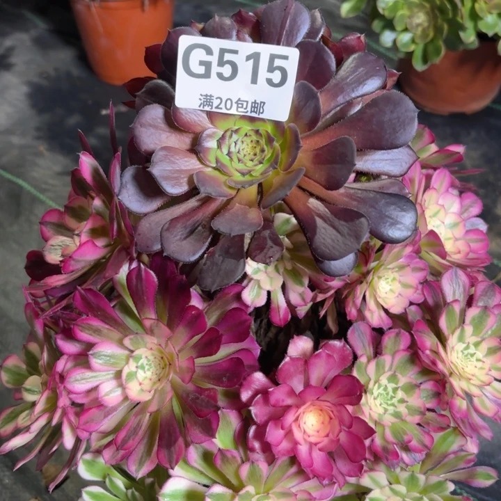 瑞妈多肉1.28.515