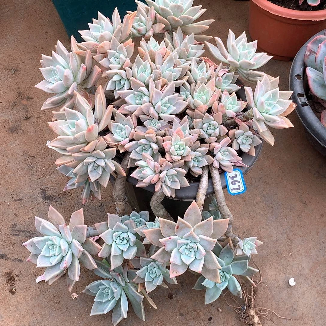 367血色黄昏一物一拍多肉