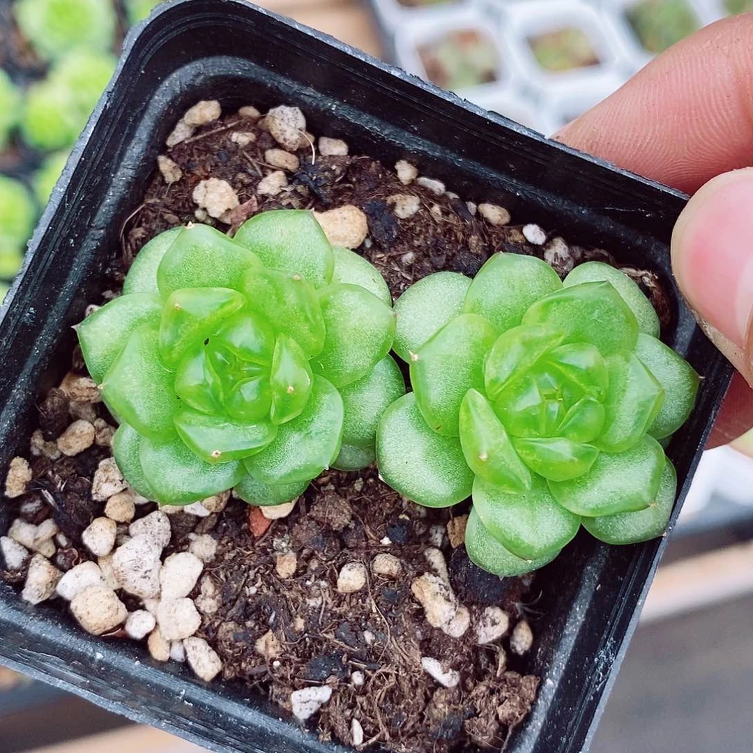 秋冰珍妮6cm不包整群