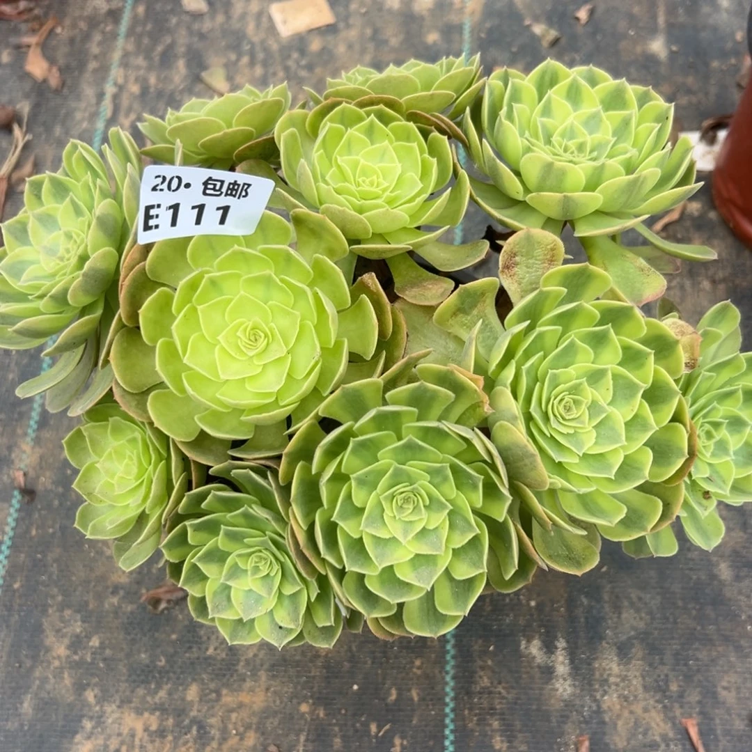 111雨荷，多肉法师