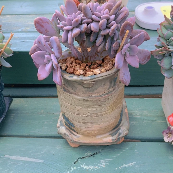 桃霜树缀朵朵无砍
