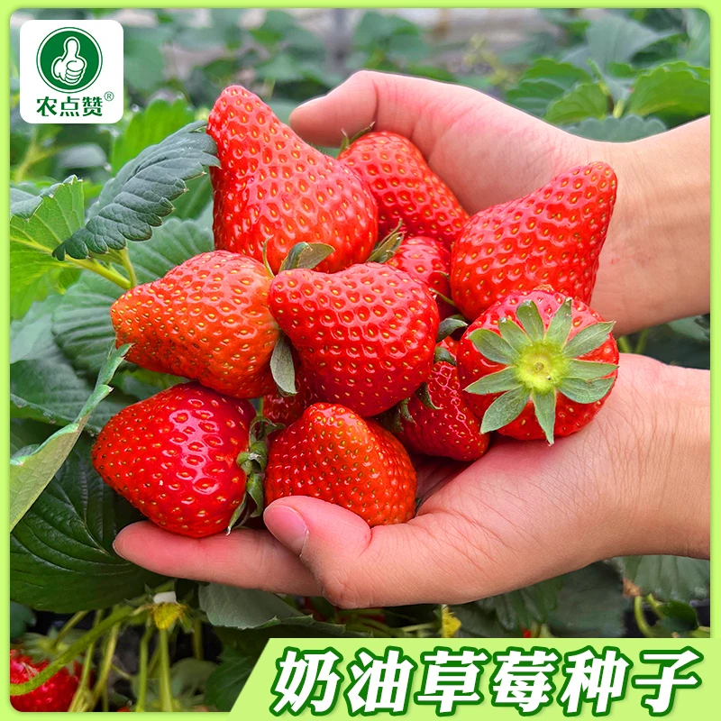 【奶油草莓种子】四季播种好养活草莓盆栽阳台庭院室外水果蔬菜种孑