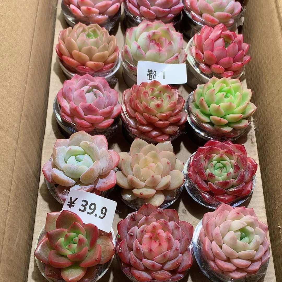 8-1一物一拍带盆18颗