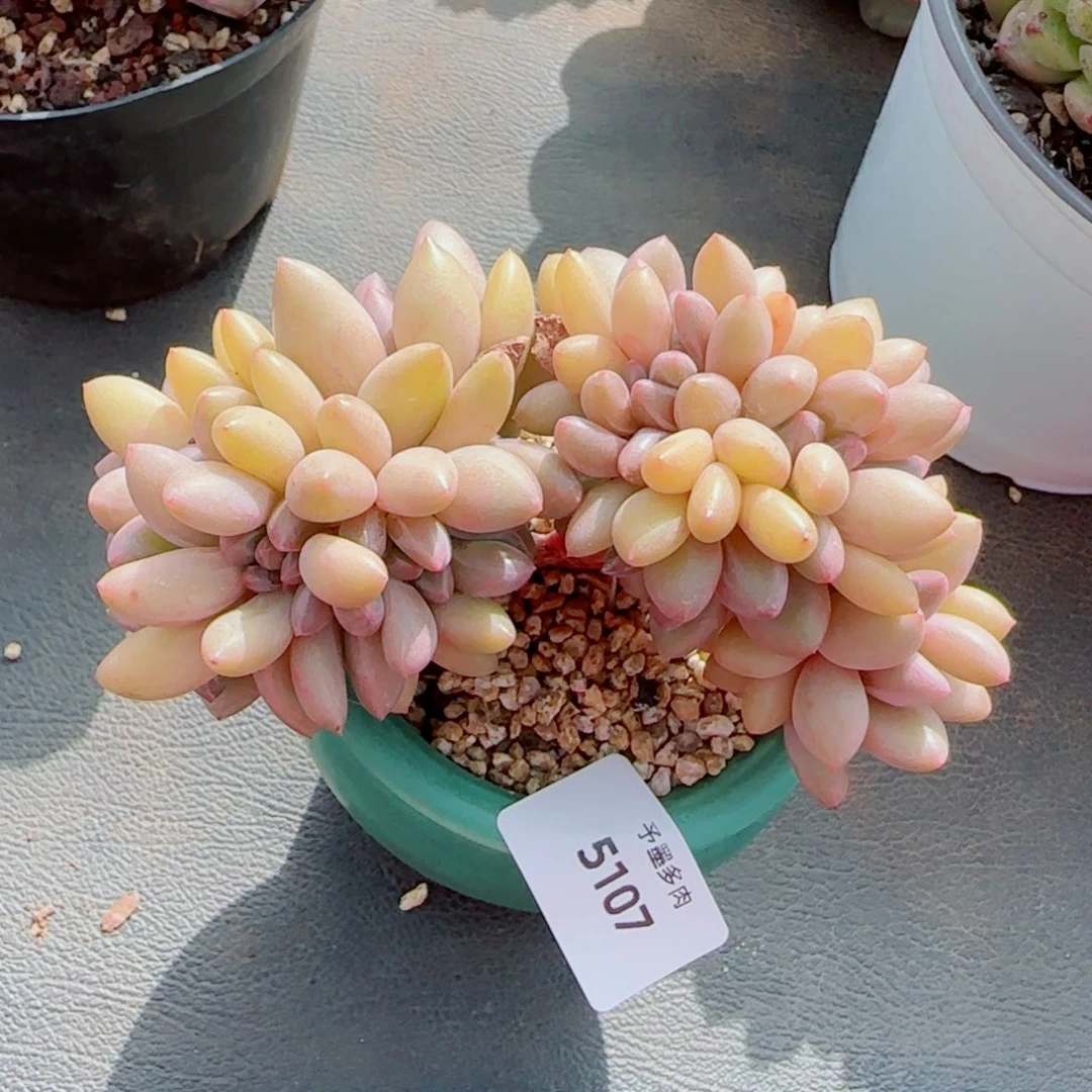 小树桃花源，5107多肉植物