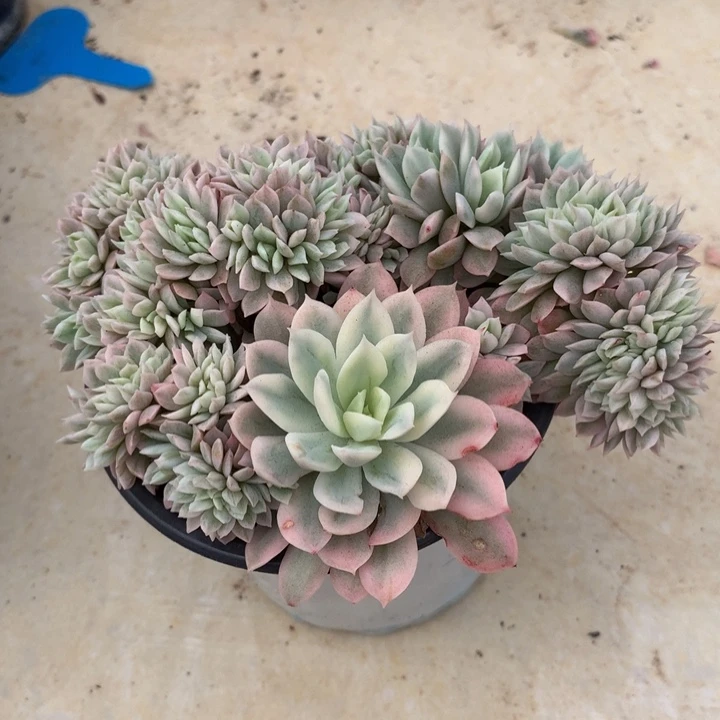 爱**丽蓝安娜火焰杯锦锦上园艺一物一拍