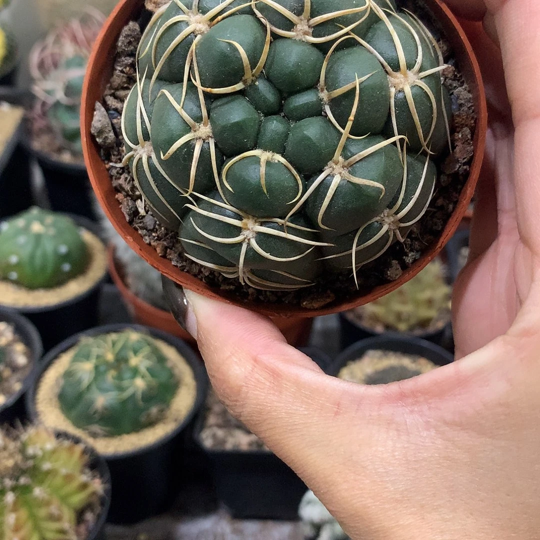 福利实生根趴刺海王