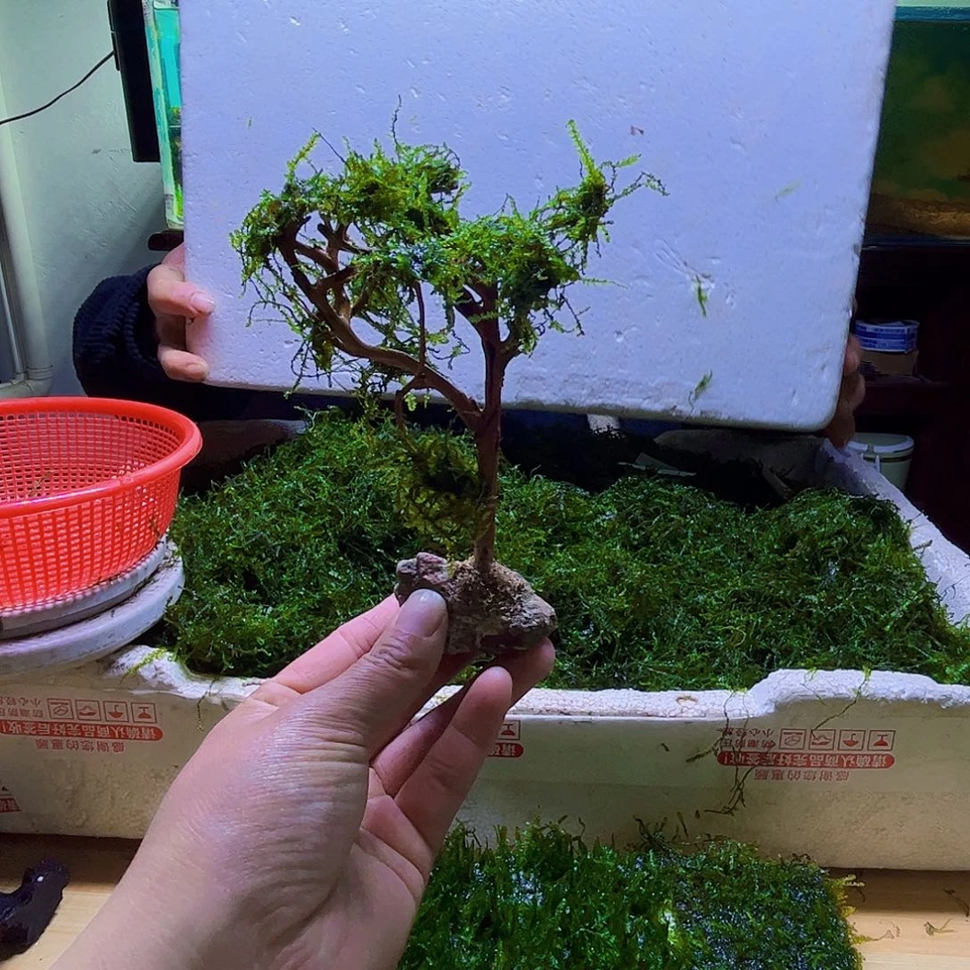 成品莫斯树带水草