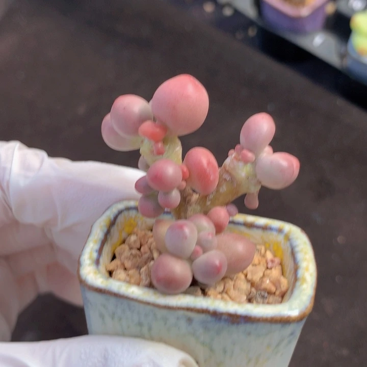 仙桃奶酪 木质老桩树杈造型 脑袋多多