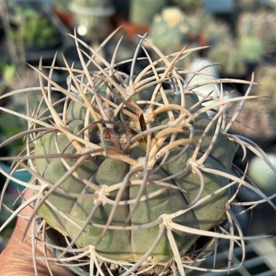 当前无花栽培后可以开花实生狂刺天平