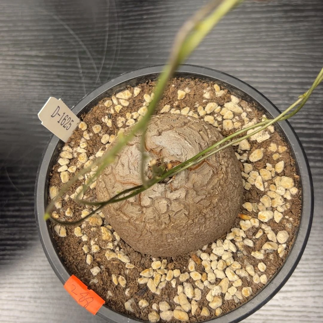 精品盆栽养定龟甲龙1625号