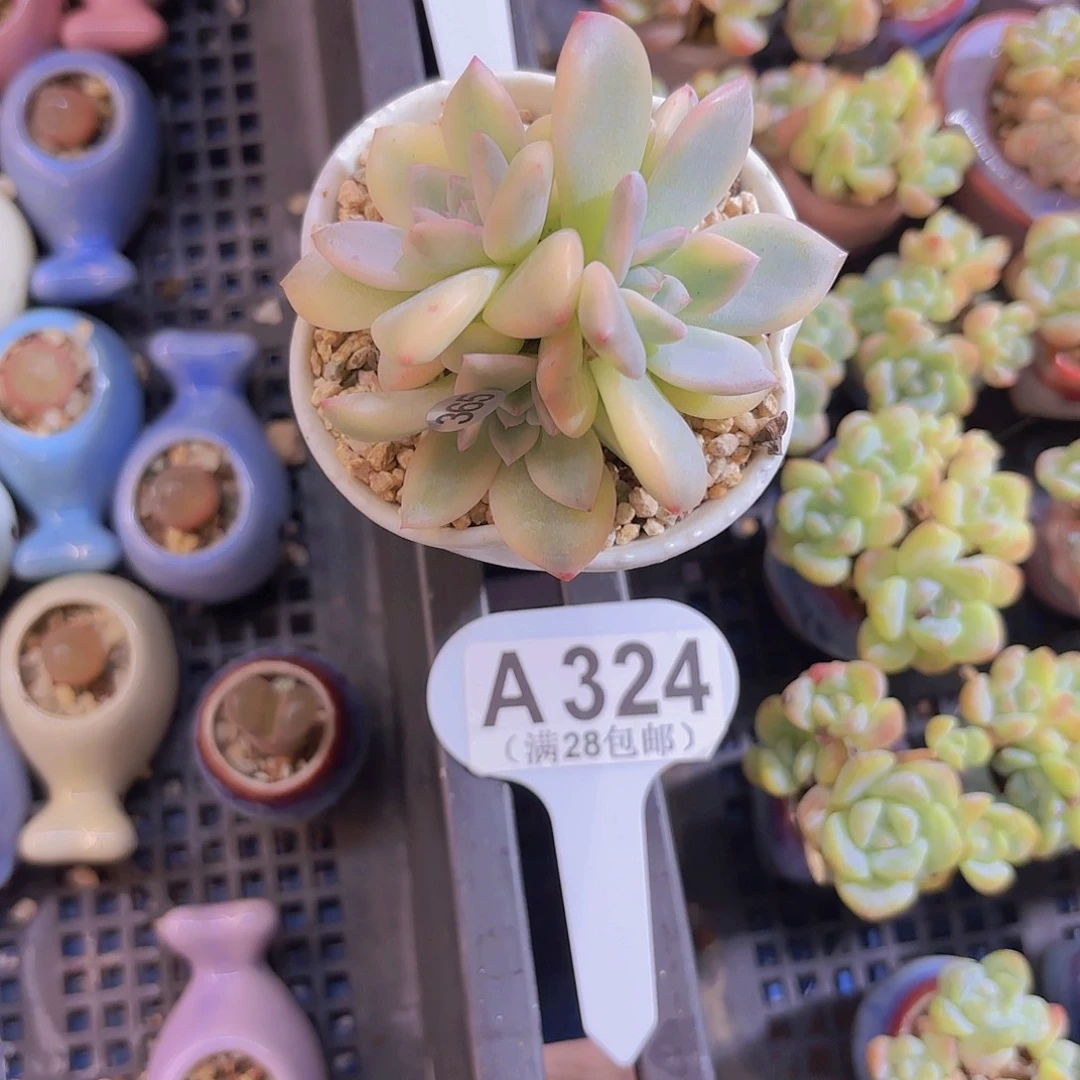 A324橙子锦一物一拍