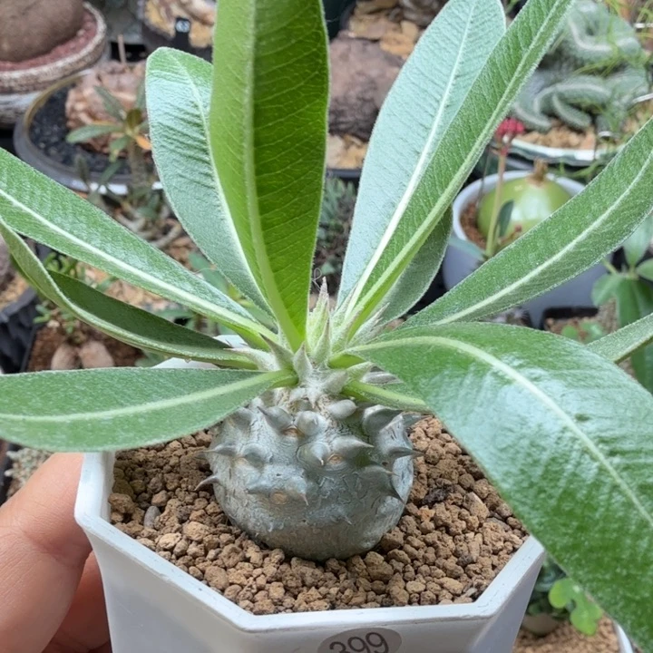 慧比大黑 399 仙人球