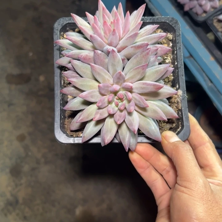 精品多肉植物老桩随机发一棵羽毛钻石虞美人