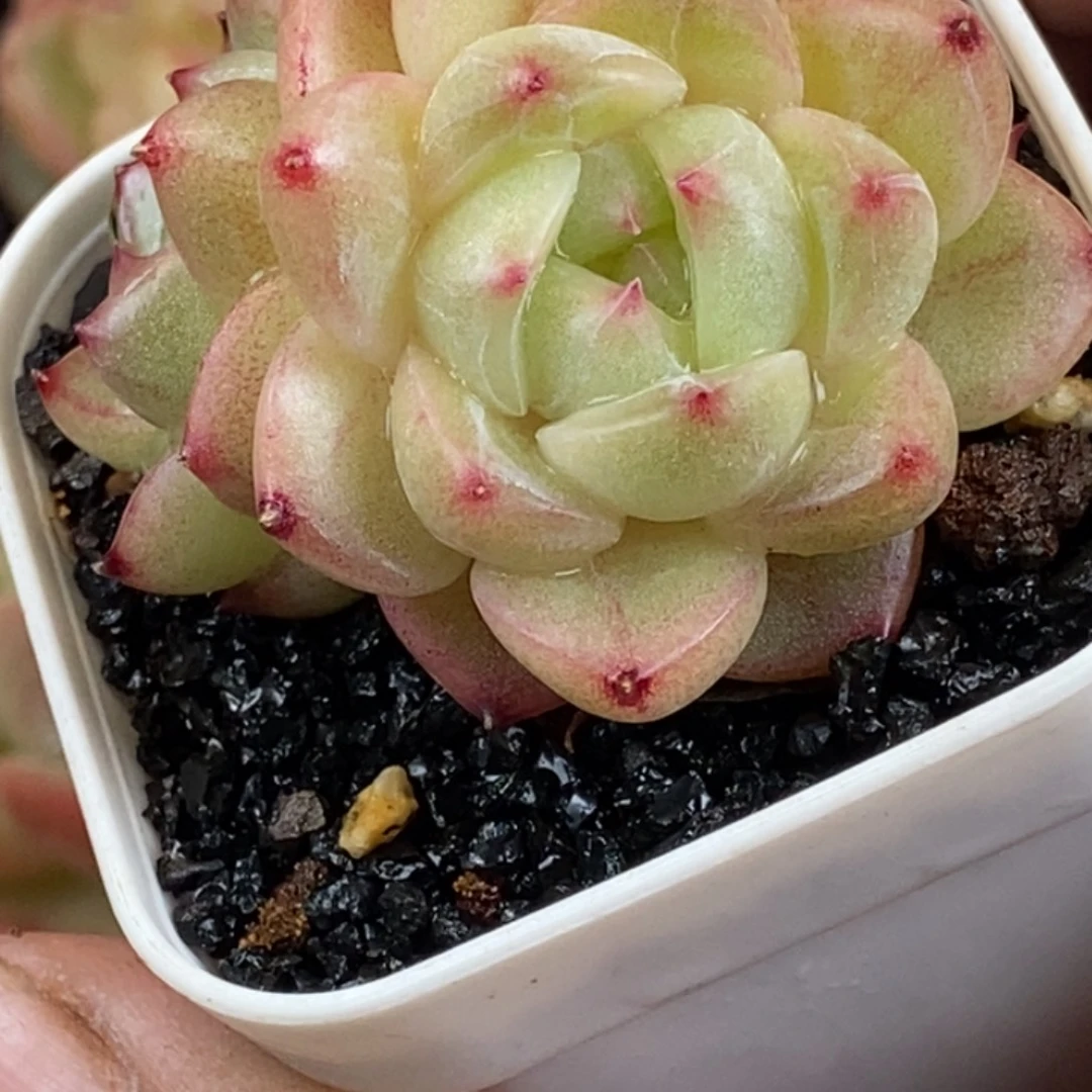 天官赐福百无禁忌