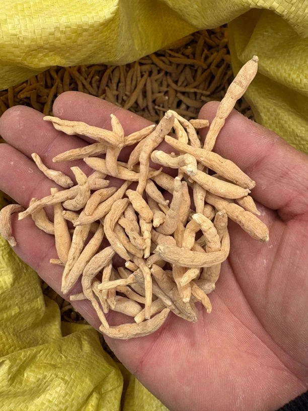高原太子参 煲汤 炖鸡