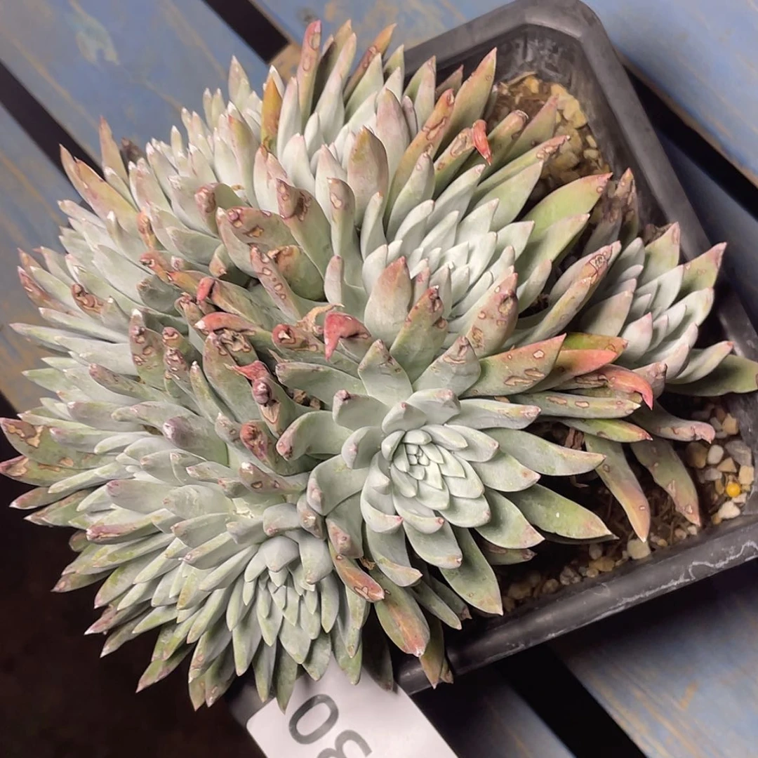 【闪购商品】6330刘丹二代杂交