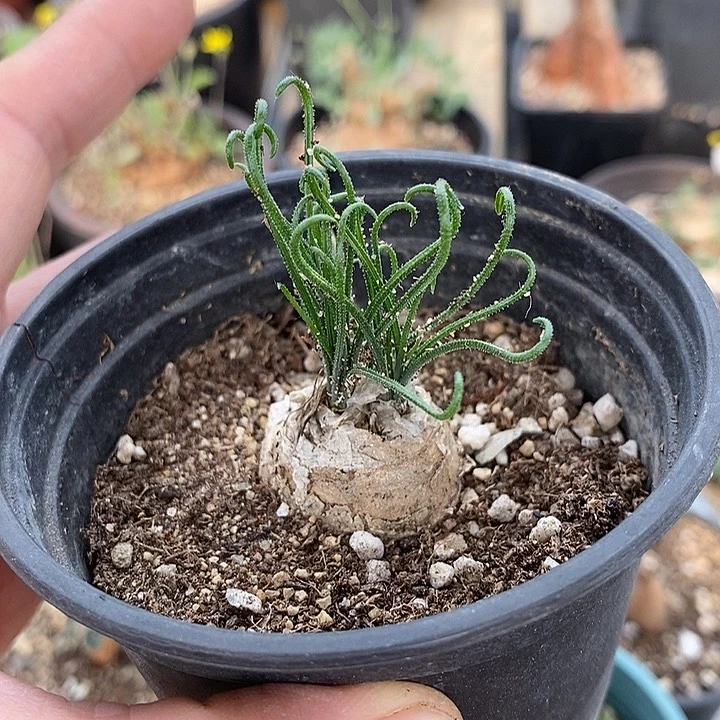 302毛细弹簧草一一