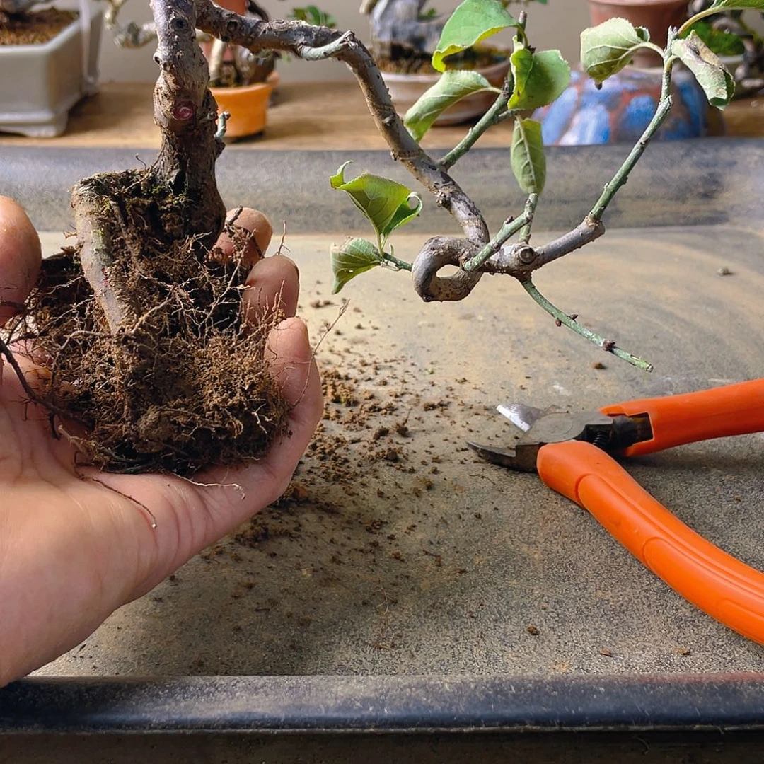 秋***蟀无花朵梅花花开富贵吉祥