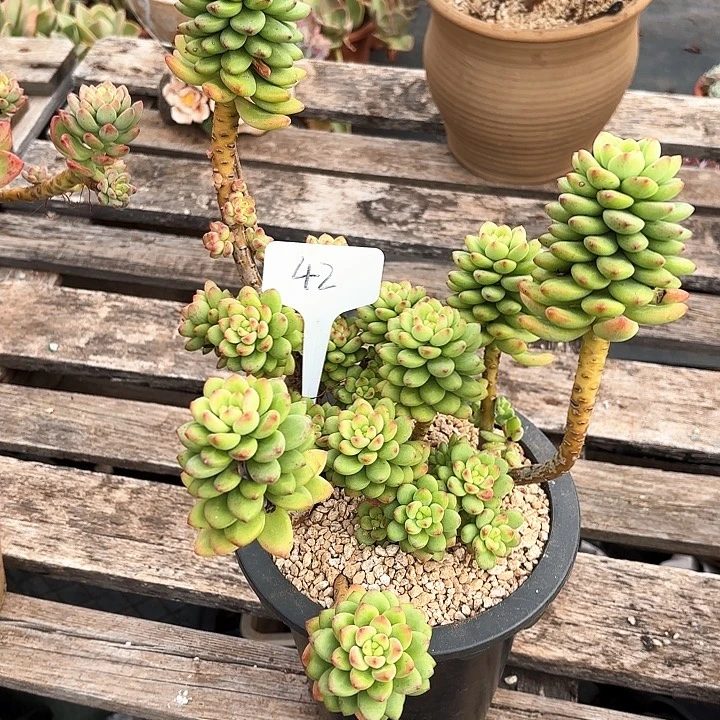 多肉植物，香格里拉42号