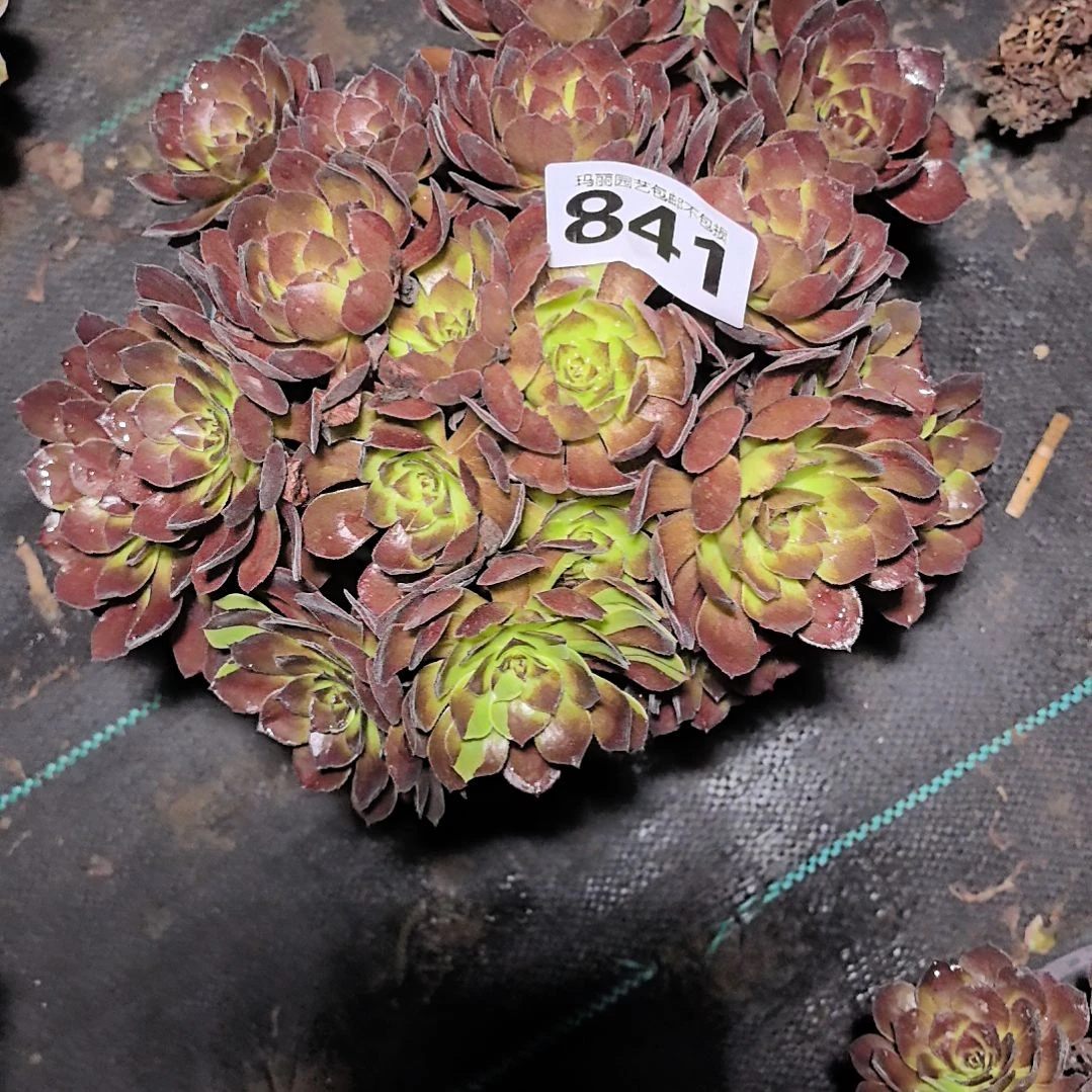 841花花工资法师2-14
