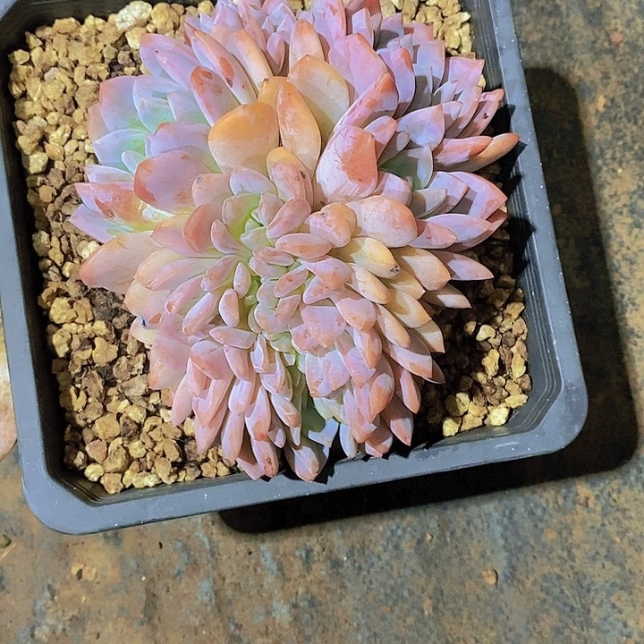 玉***米橙子缀化多肉植物老桩