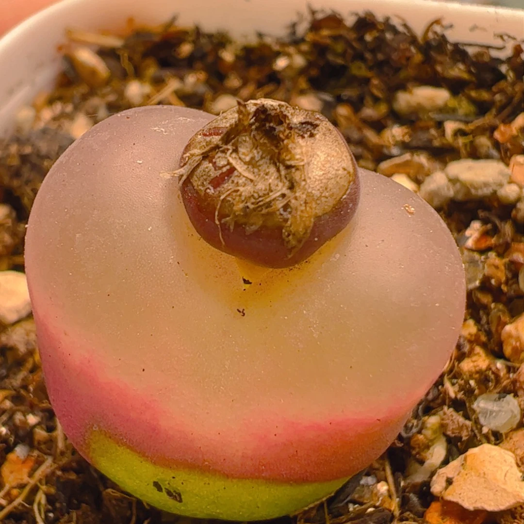 毛毛多肉植物百科