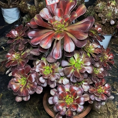 彩虹糖老桩捧花849号