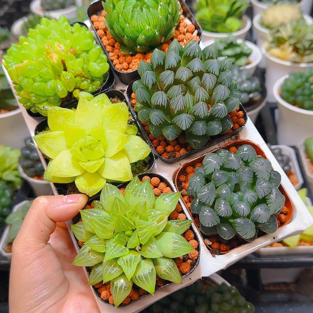 玉露六件套多肉，原盆