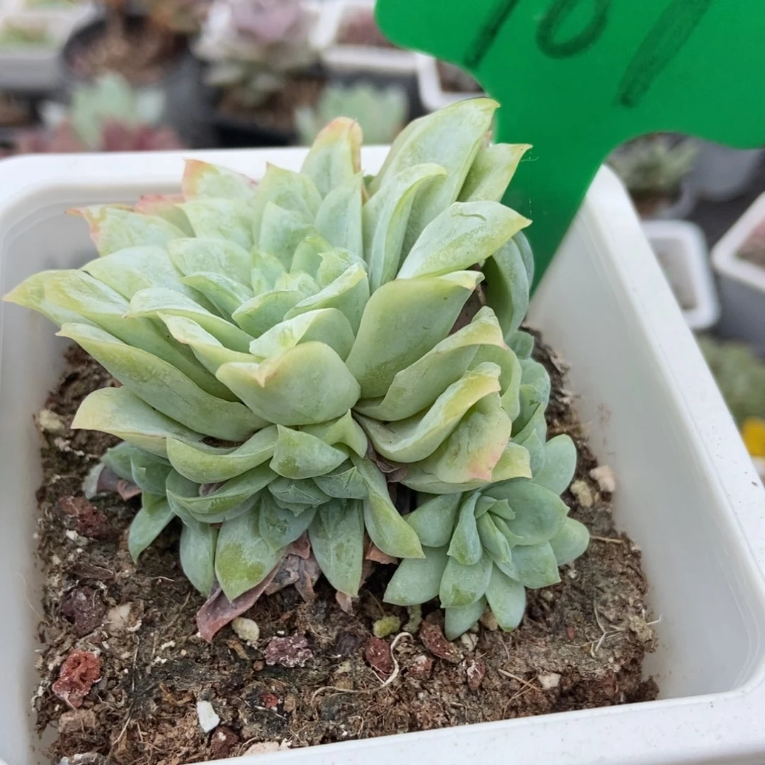 967女王玫瑰冰片锦多肉植物