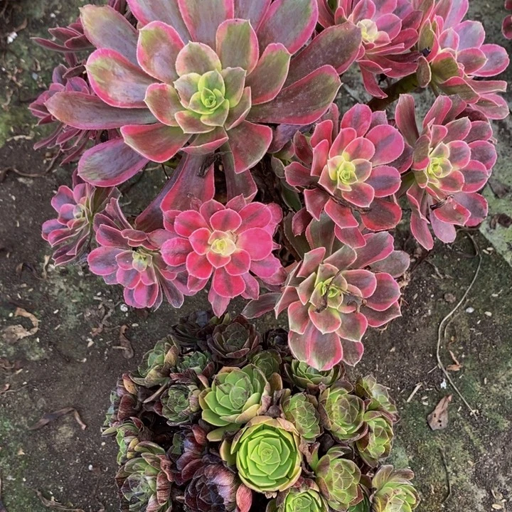 完全开放蒙娜丽莎加墨染一组多肉植物