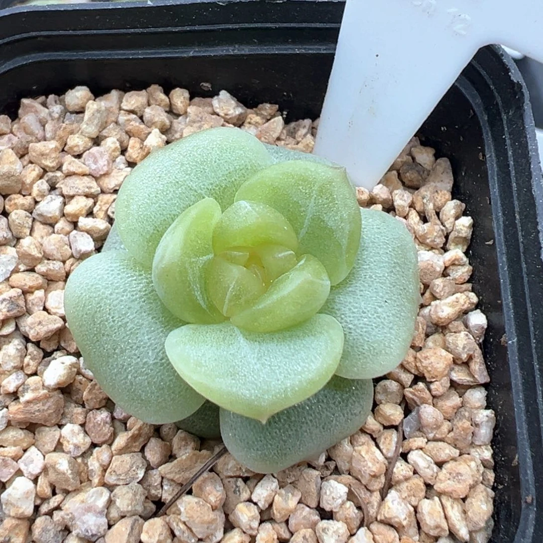 924号宫花系列冷弦