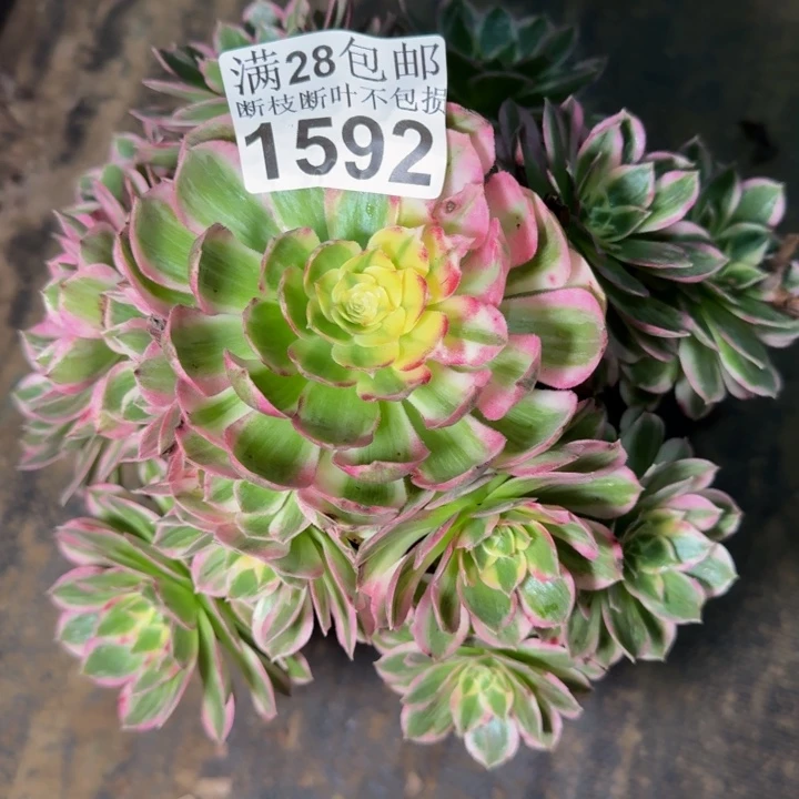 1592南海王多肉植物