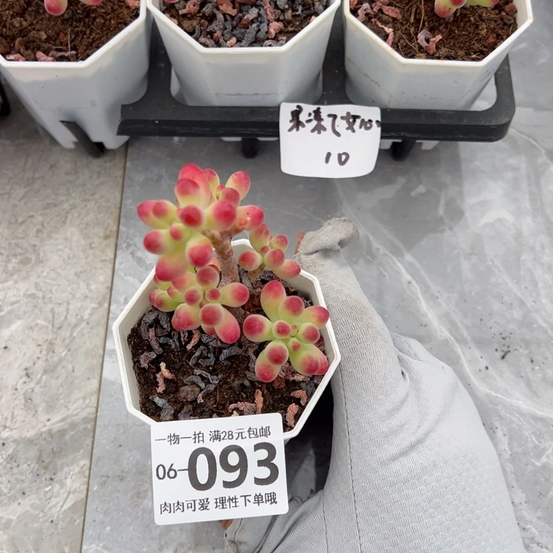 果冻乙女心多肉多肉多肉多肉