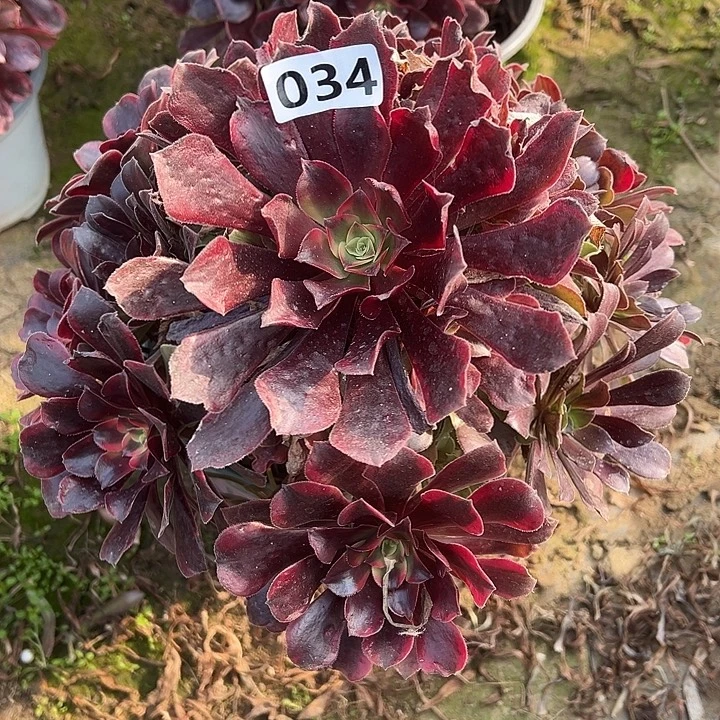 多肉植物蒙娜丽莎034