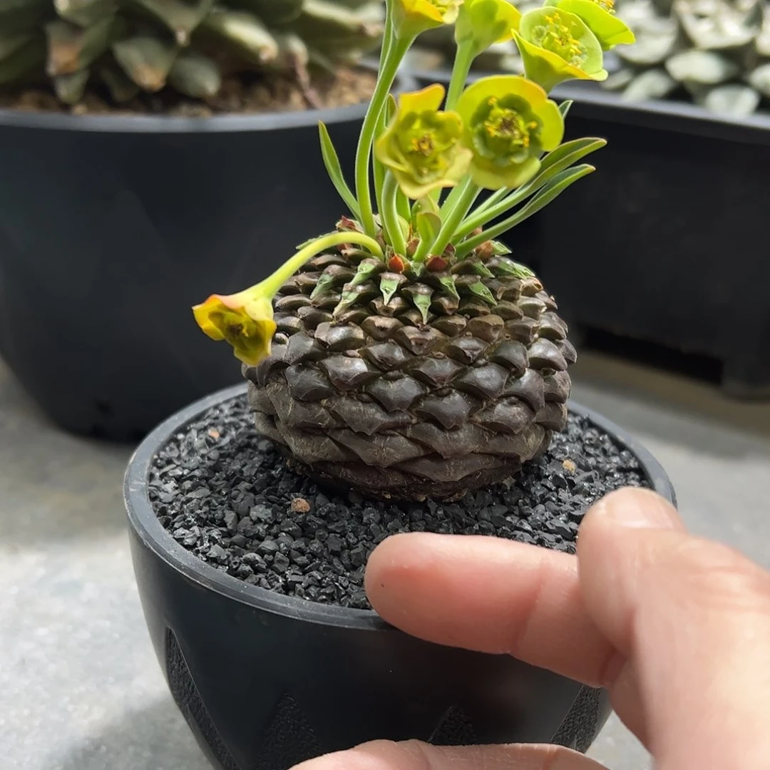 会***鱼铁甲丸小换大补差价9988888