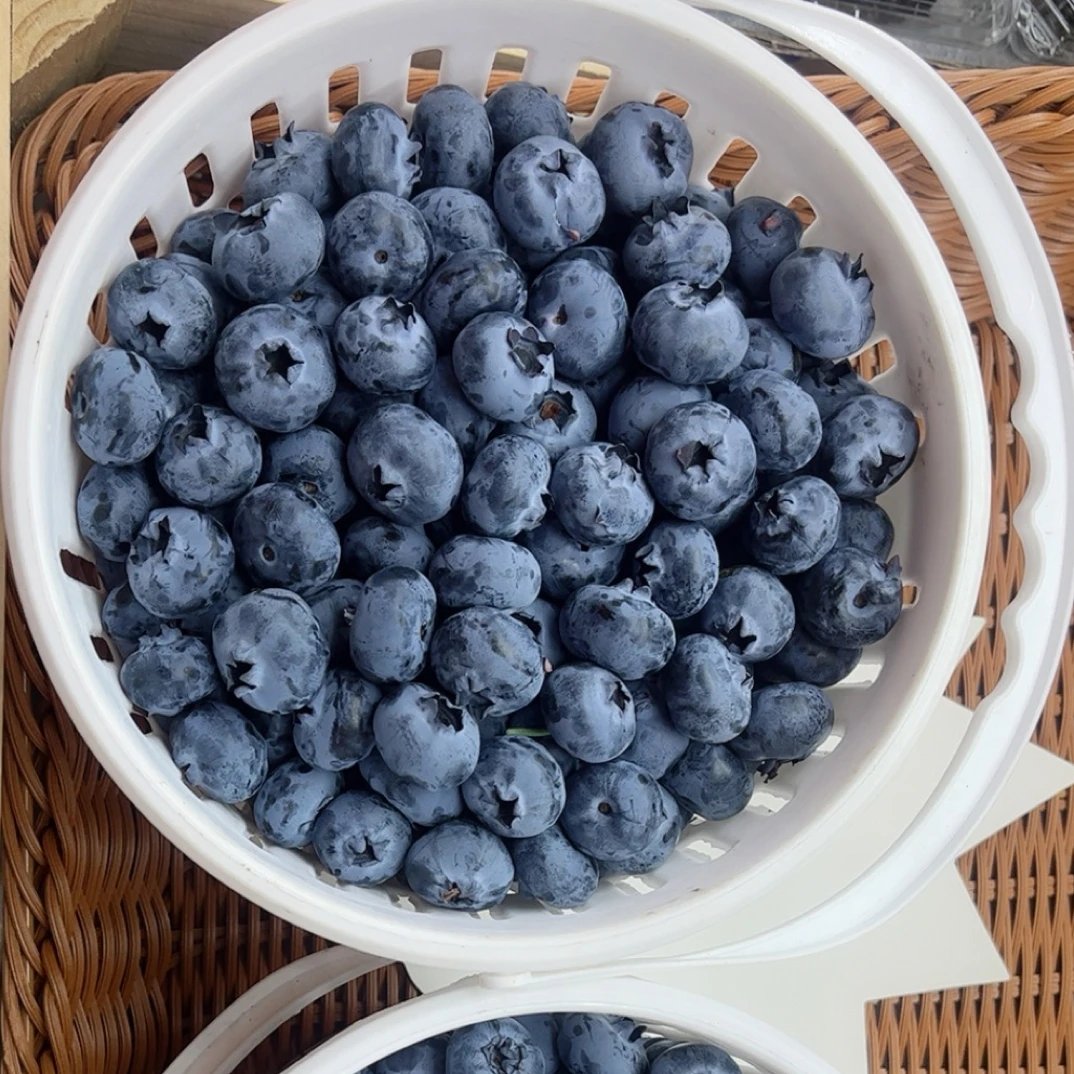 新鲜花香蓝莓（重量不一样价格不一样）按斤上链接山东省