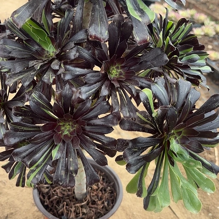 静****水墨丹青多肉法师不包损110