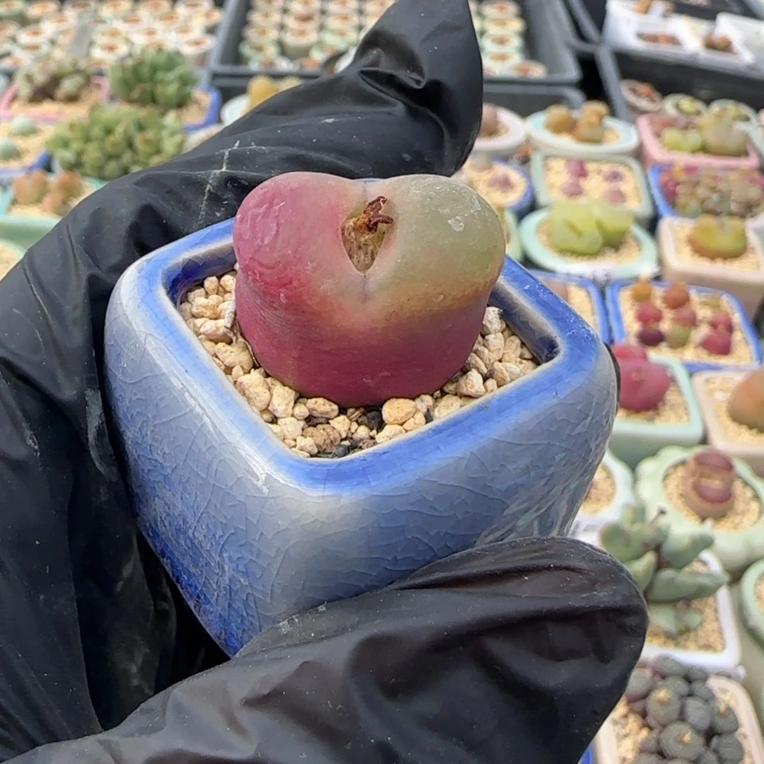 4598-一物一拍 带盆