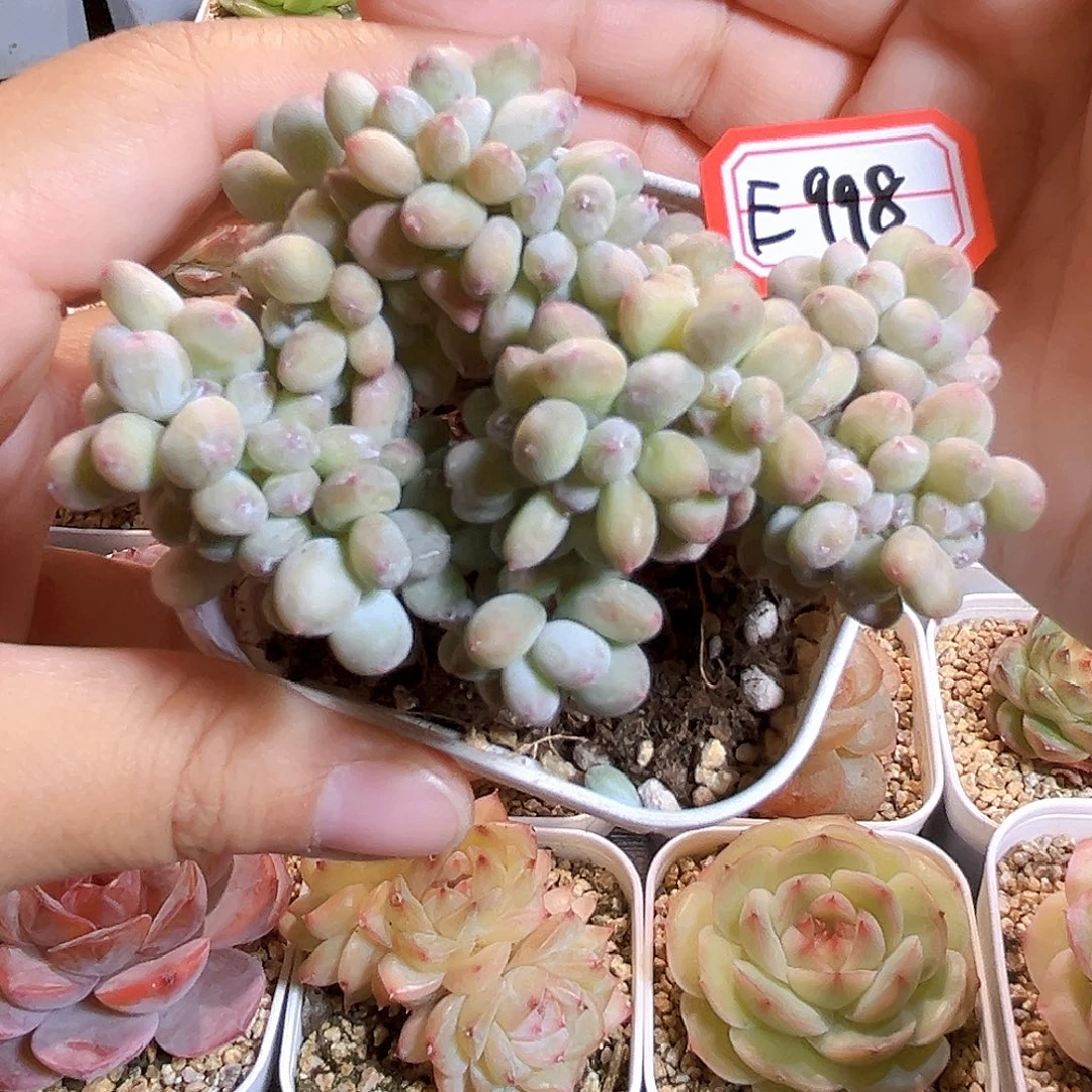 E998一物一拍 三日月