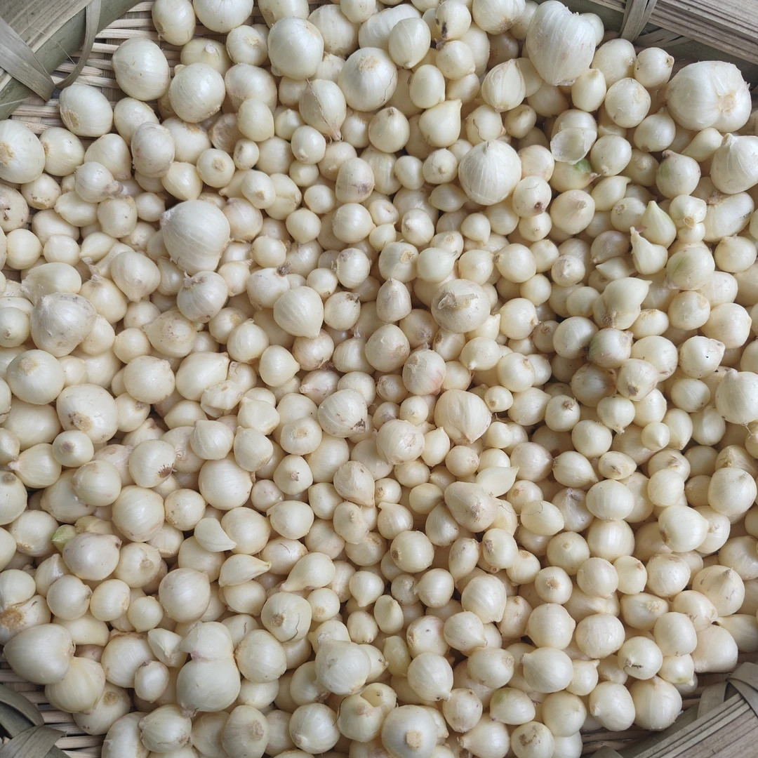 重庆农家自种新鲜苦藠头小根团蒜做泡菜炖肉