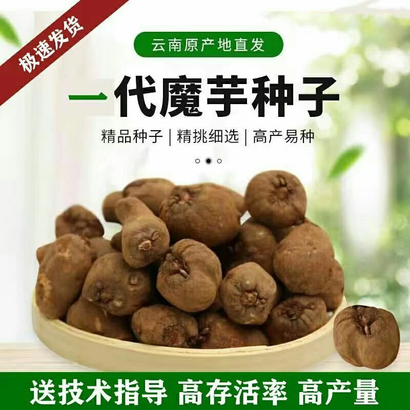 正宗魔芋种球高产一代云南基地批发魔域种大个新鲜脱水苗种消毒