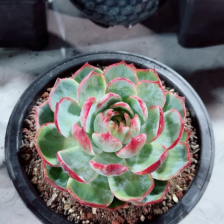 涵*惊鸿仙子多肉植物
