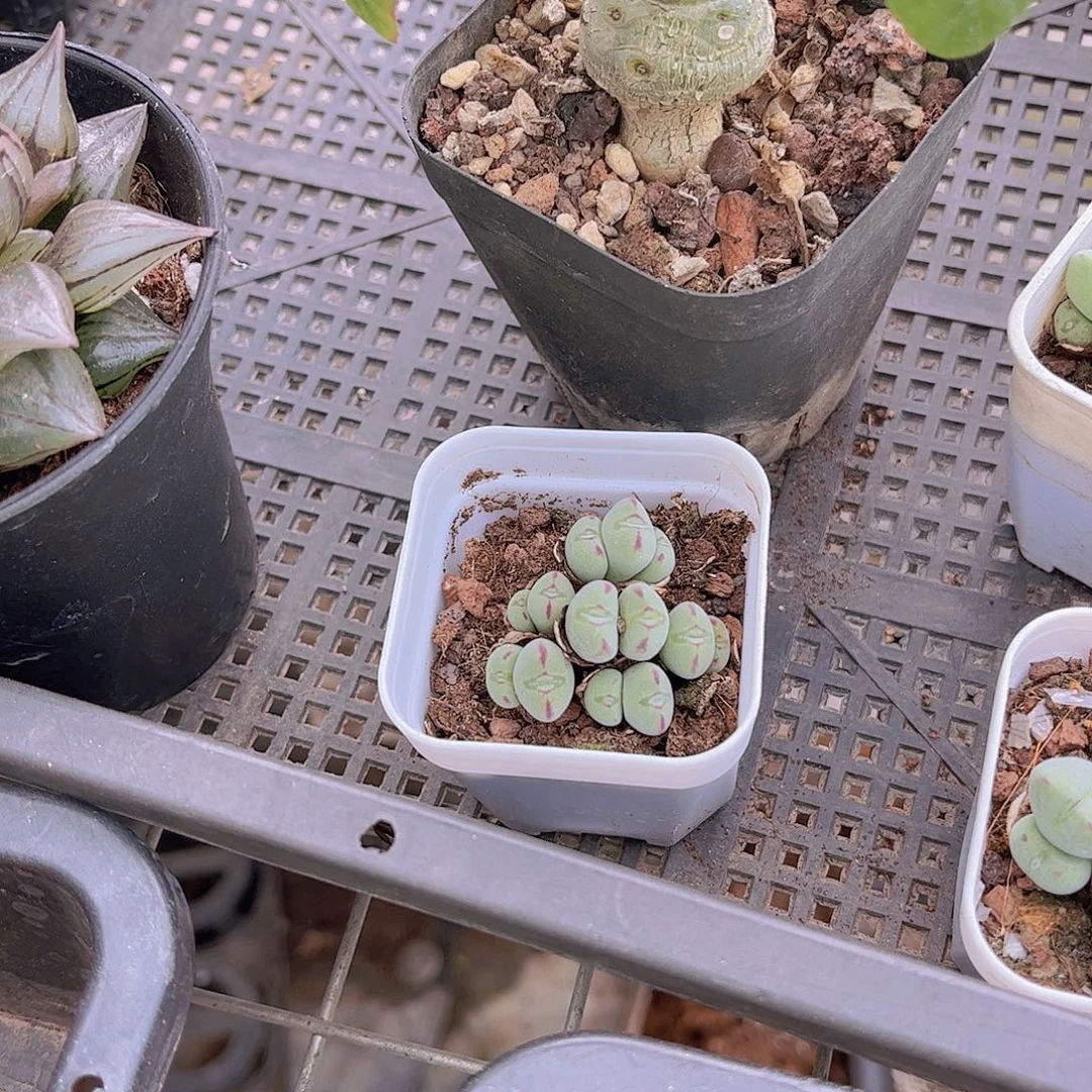 口笛多肉植物多肉