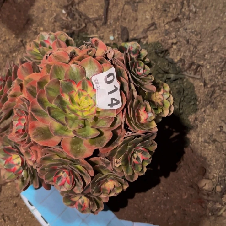 014半糖荔枝多肉植物不售后