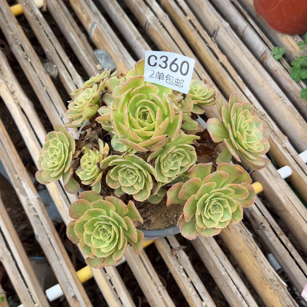 360多肉  火狐 不包断头