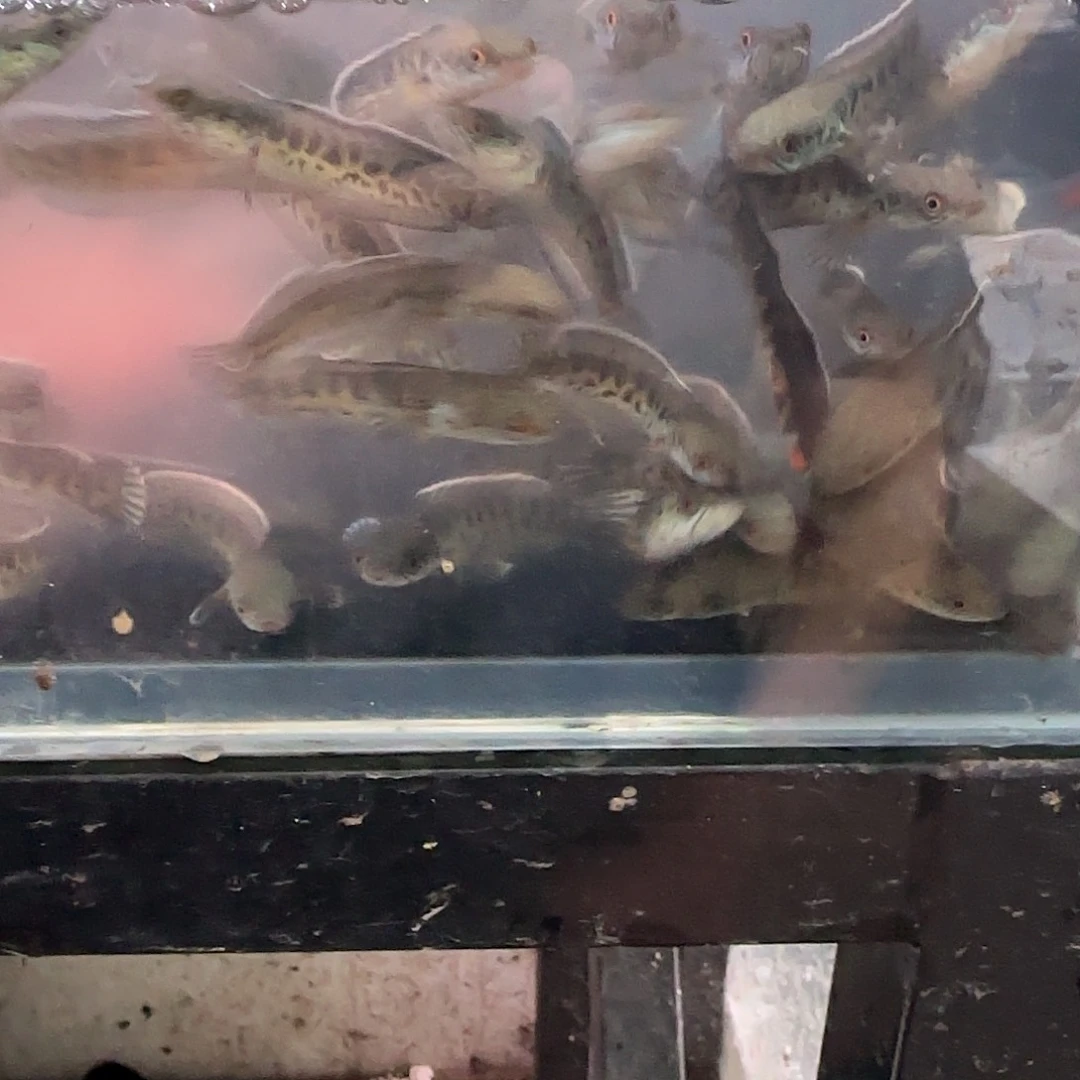 雷龙蛇苗11111111111111111