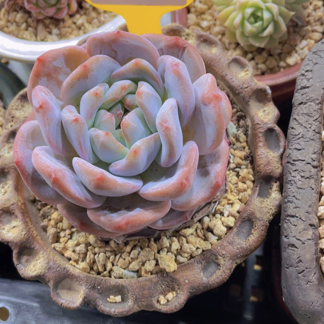 326号 老桩母本石榴籽星影