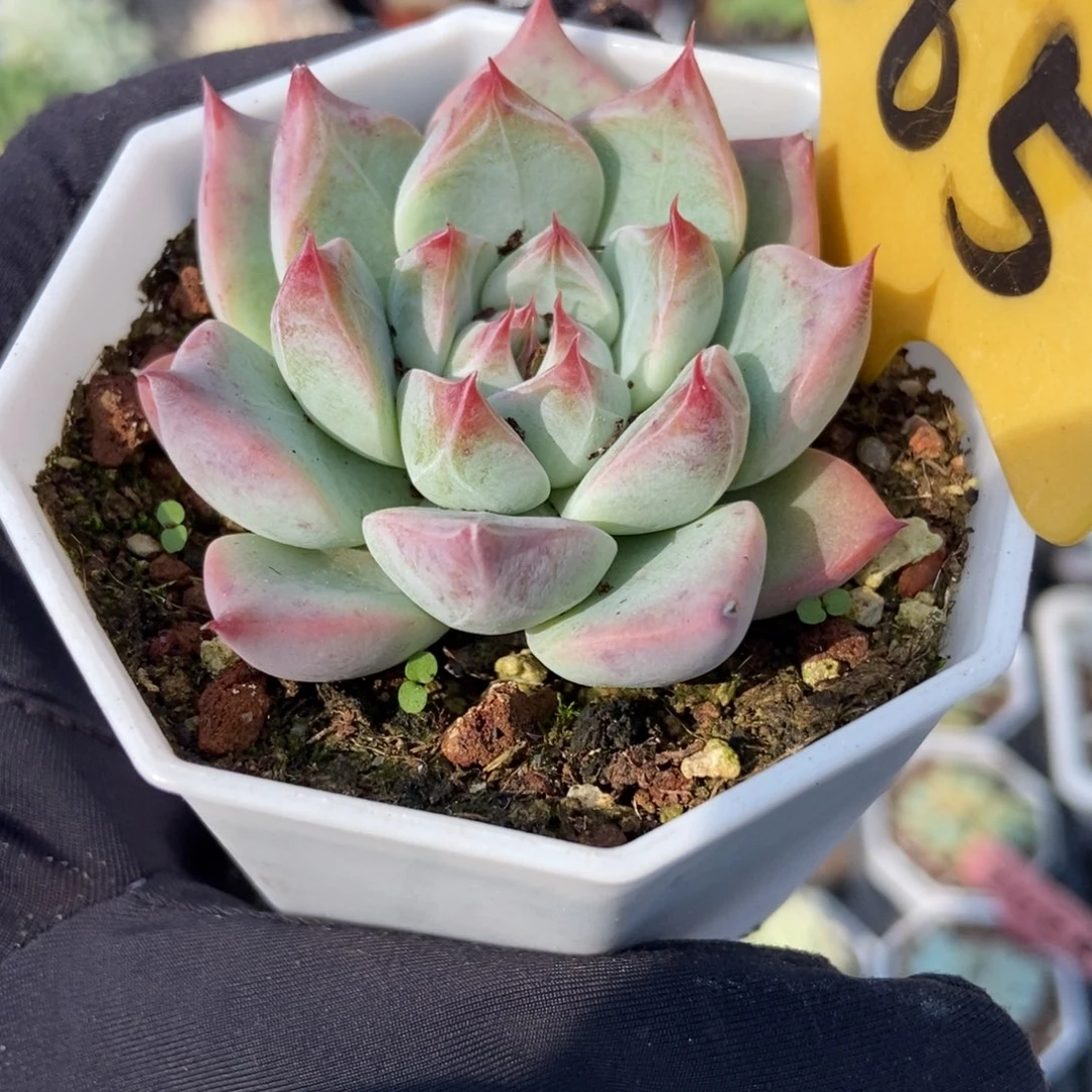 565婚戒多肉植物多肉