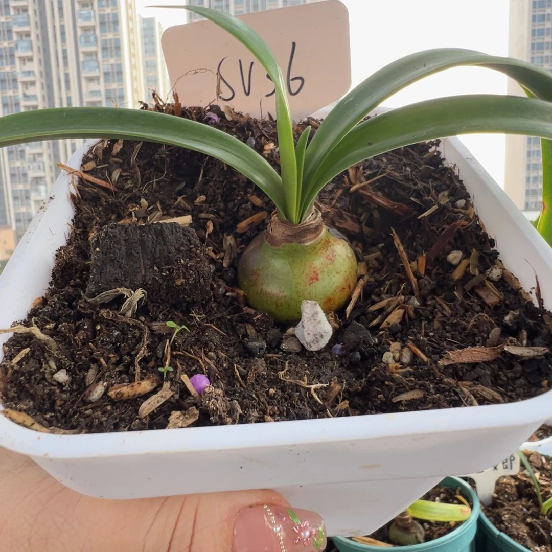 J****eS孤挺花园sv36  3.2cm