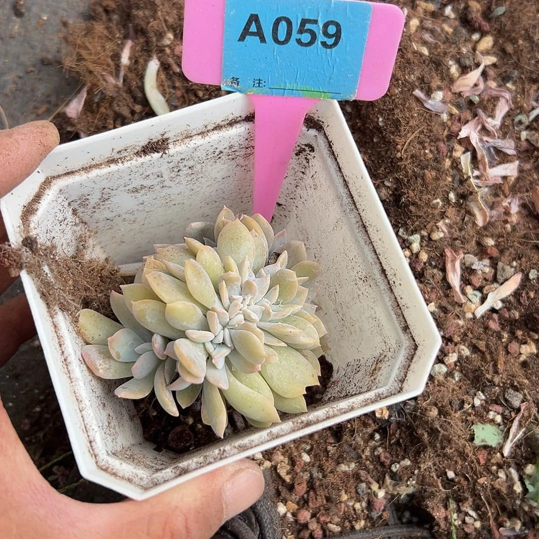 刘***菡多肉植物一物一拍